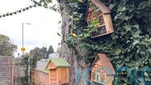 £5m scheme boosts nature for hundreds of communities across UK, report shows