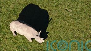 Drones to be used by zoo charity to monitor endangered species in the wild