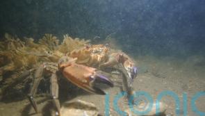 Positive signs oysters settling in well after reintroduction to Firth of Forth