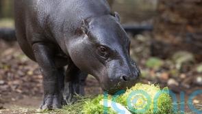 Gorillas and a pygmy hippo enjoy fruit and veg to mark London market anniversary