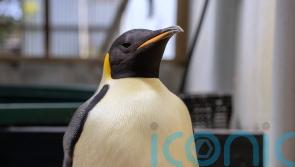 First emperor penguin known to reach Australia found on tourist beach