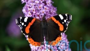 10 new butterfly species in Scotland thanks to climate change – study
