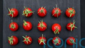Tomatoes could be engineered to be sweeter without sacrificing size, study shows