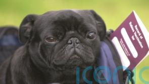 Northern Ireland pet travel scheme approved despite Unionist opposition