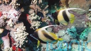 Researchers discover world’s largest coral in the Solomon Islands