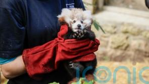 Fireworks blamed for death of red panda kit at zoo