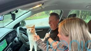 Owners’ joy as cat missing from Scottish home found 300 miles away in Coventry