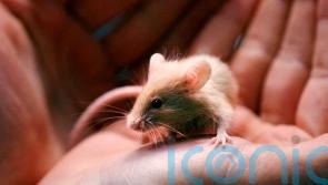 Multiplying mice give animal shelter a great big headache