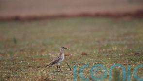 Curlew species thought to be extinct by conservationists in first for Europe