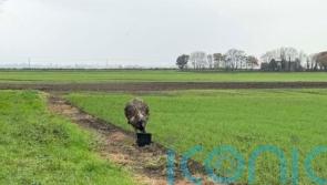 Runaway emu being chased by drivers in 4x4s – police
