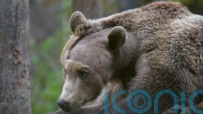Zoo ‘in awe’ of Boki the brown bear’s progress after pioneering brain surgery