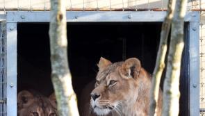 Lions rescued from war zone in Ukraine arrive at their new home in Scotland
