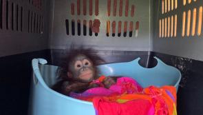 Baby orangutan travels first class to join youngsters at Dorset monkey sanctuary