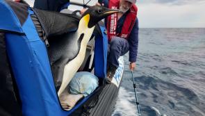 Emperor penguin released at sea 20 days after waddling onto Australian beach
