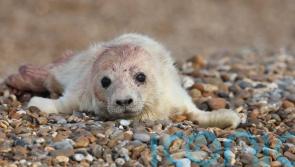 First grey seal pup of the season born at coastal ex-military site