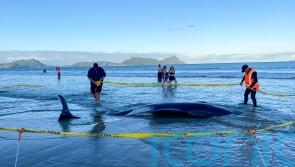 New Zealanders help to save 30 whales after a pod strands on a beach