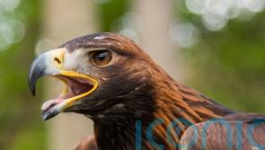 Golden eagle died after ‘wind turbine strike’, investigation finds