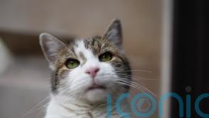 Larry who? Starmer reveals new kitten Prince is yet to meet No 10 cat