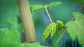 National Trust announces 49 good causes that will receive Sycamore Gap saplings