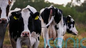 Lurpak owner defends methane-cutting feed supplement trial amid boycott calls