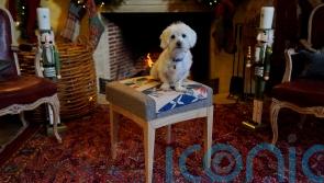 Battersea rescue dogs needing homes head to Highgrove for footstool photoshoot