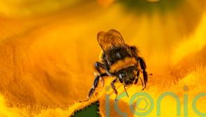Bee-killing pesticides found in 85% of English rivers – analysis