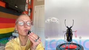 Artist uses bugs to make unique sculptures including beetles using sex toys in fight against ‘old-fashioned ideas’