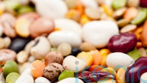 Beans and peas are better than veggie burgers and plant milks, researchers say