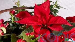 How to make your houseplants look festive