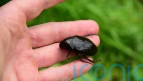First sighting of great silver water beetle in Dorset for 200 years