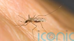 Holidaymakers urged to protect themselves against malaria as cases surge