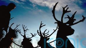 Christmas festival cancels reindeer due to bluetongue disease restrictions
