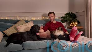 McFly’s Harry Judd: ‘I draw the line at the dog sleeping in our bed’