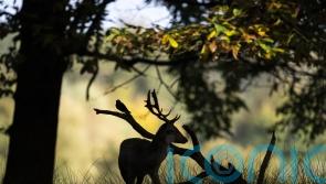 Police appeal after dog filmed chasing and fatally injuring deer in Royal Park