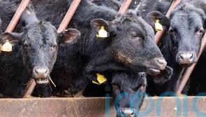 Atypical BSE confirmed on Scottish farm as officials say no risk to human health