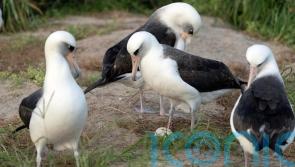 World’s oldest known wild bird lays an egg – her 60th – at the age of 74