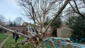 Cat sanctuary raises £12,000 to restore a ‘demolished’ pen after Storm Darragh
