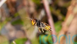 Rapid action against invasive bee-killing hornet has halted spread, study finds