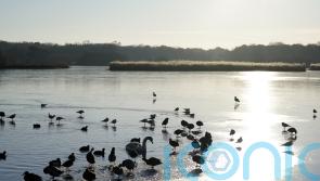 Much of England’s nature continues to decline, official figures show