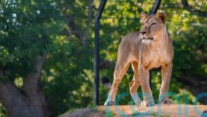Kent animal sanctuary meets £500,000 fundraising target to rescue Ukraine lions