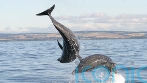 Tool developed to track dolphins by their ‘regional accent’