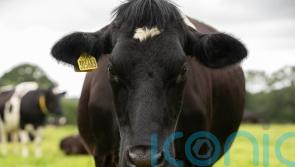 Government’s plan for change ‘like a fat beef cow with unnecessary flatulence’