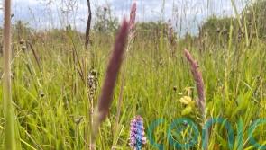 Calls for nature-friendly planning reform to support struggling councils