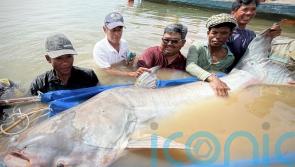 Catching six Mekong giant catfish is sign of hope for species – conservationists