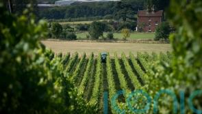 Chapel Down names next chief as it cheers ‘strong’ trading