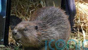 Permission sought for ‘historic’ return of beavers to Glen Affric