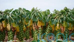 Brussels sprouts to be up to 25% larger this year, says supermarket