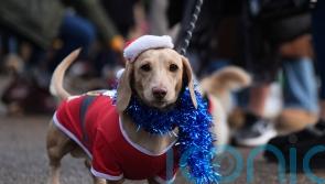 Dachshunds don Santa suits and festive hats for Hyde Park Sausage Dog Walk