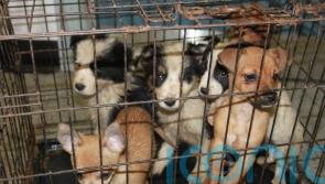 Parents warned buying puppies at Christmas could fund gang-related crime