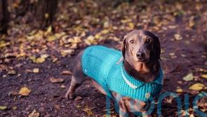 6 important things to remember before getting a puppy this Christmas 